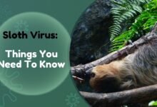 Sloth Virus in Europe